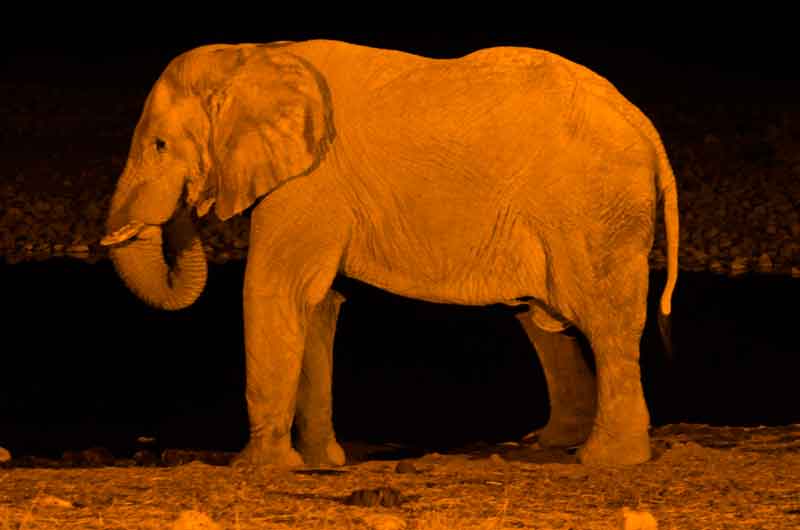 88 - Namibia - elefante - imagen nocturna - Okaukuejo - parque nacional de Etosha